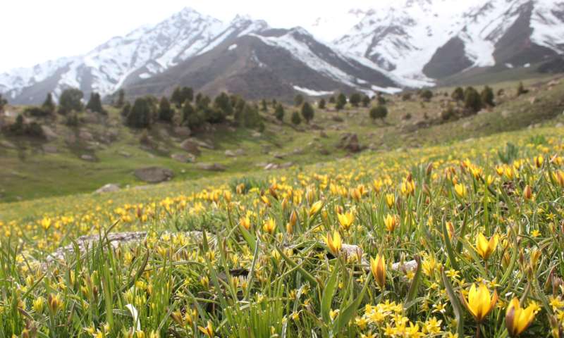 Neglected species – who cares about Kyrgyzstan’s threatened tulips?