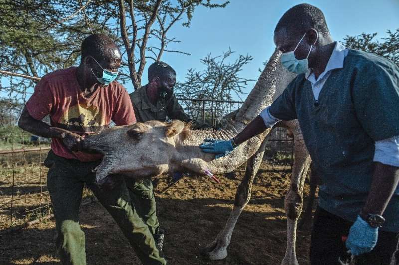 Nelson Kipchirchir, at right, a research associate and resident vet, draws blood from an artery in the neck of a female camel as