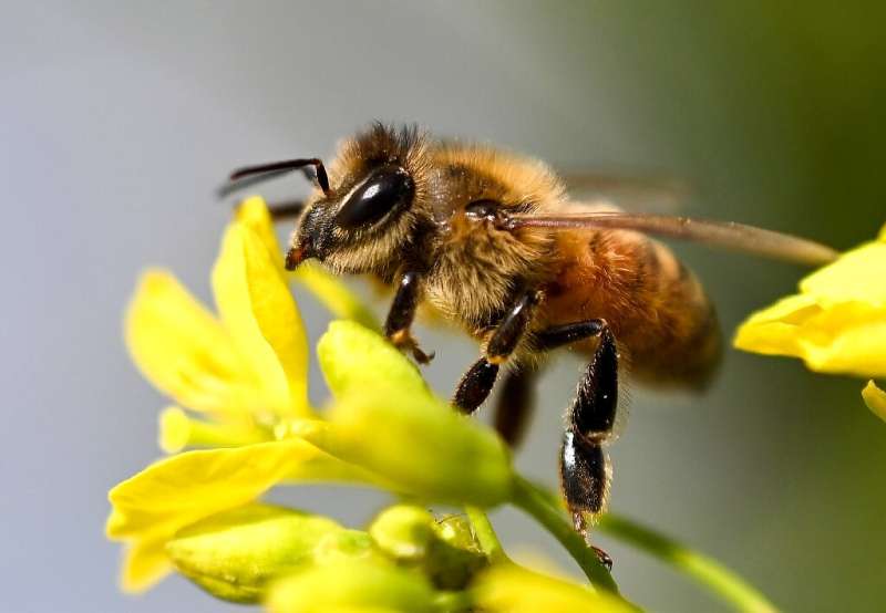 Neonicotinoids are insecticides that are absorbed by plants and are believed to be responsible for the collapse of bee colonies 