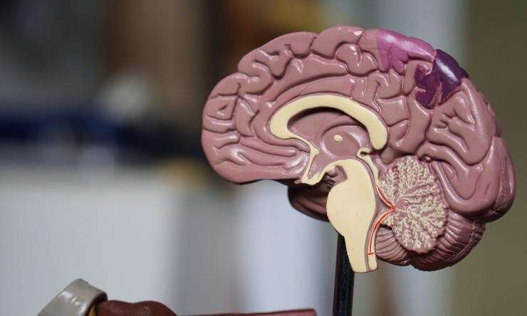 Neuroprotective mechanism altered by Alzheimer’s disease risk genes