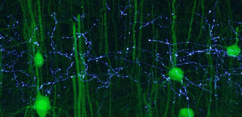 Newswise: neuroscientists-map-ma.jpg
