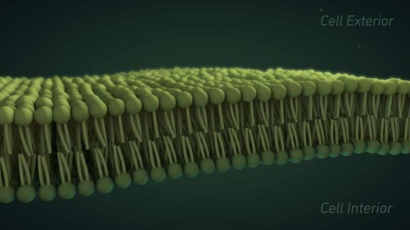 Neutrons help measure cell membrane viscosity--and reveal its basis
