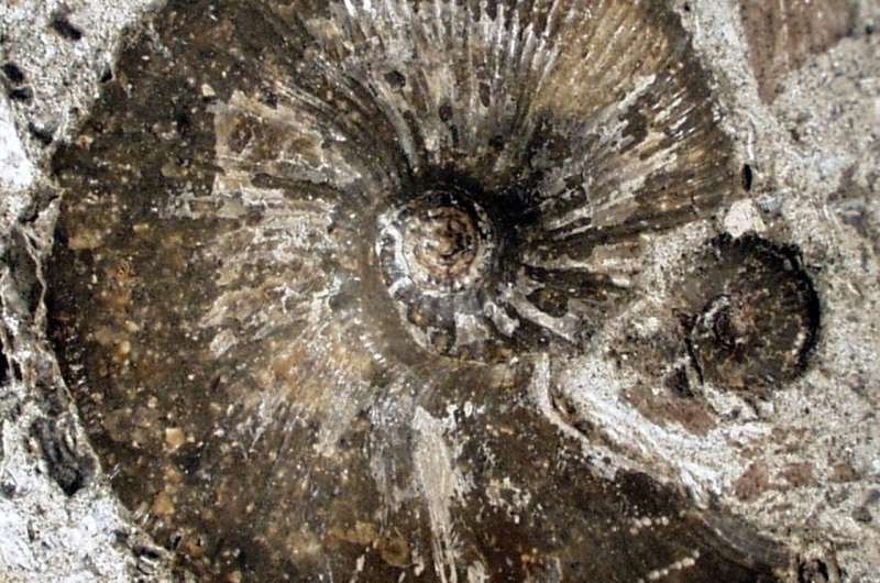 Nooit eerder vertoonde ammonietspieren onthuld in 3D-afbeelding van Jura-fossielen