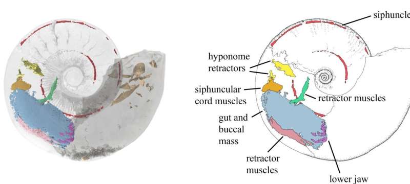 Never-before-seen ammonite muscles revealed in 3D from Jurassic fossil