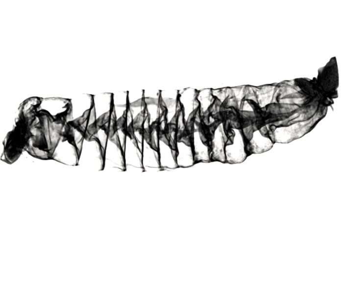 New 3D images of shark intestines show they function like Nikola Tesla's valve