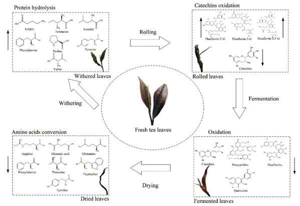 New advances in quality chemistry and health function of black tea