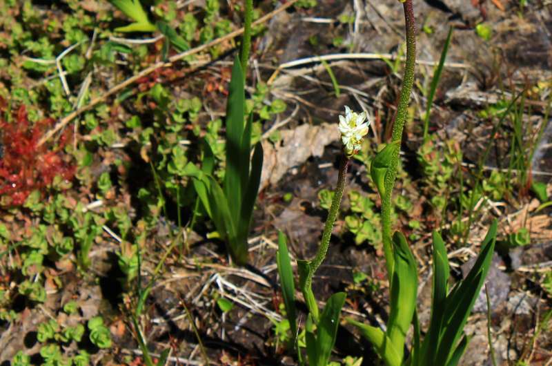 New carnivorous plant must balance trapping prey and being pollinated
