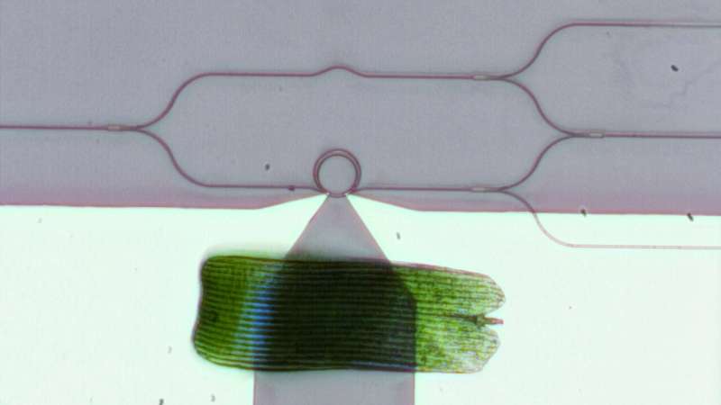 New device modulates visible light—without dimming it—with the smallest footprint and lowest power consumption