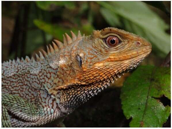 New dragon-like lizard species discovered in the Tropical Andes