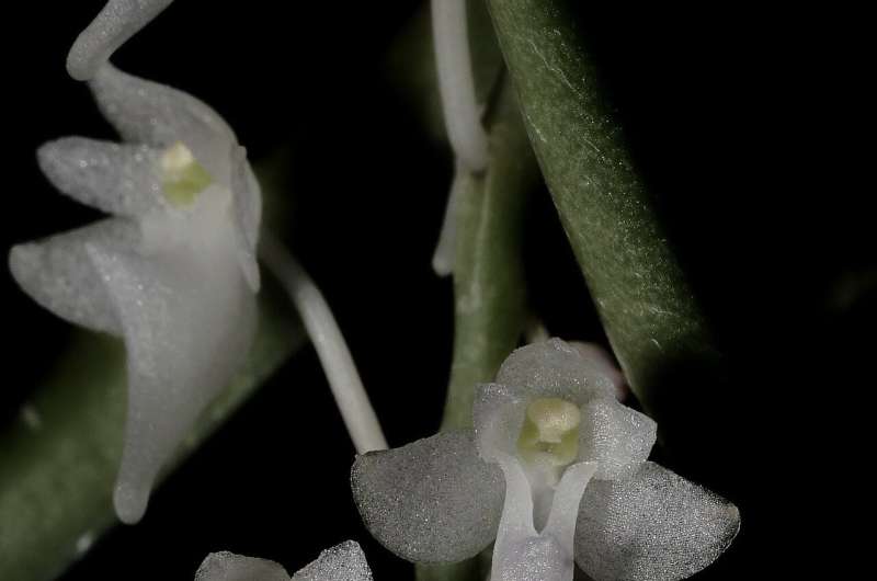 New epiphytic orchid species found in Indonesia