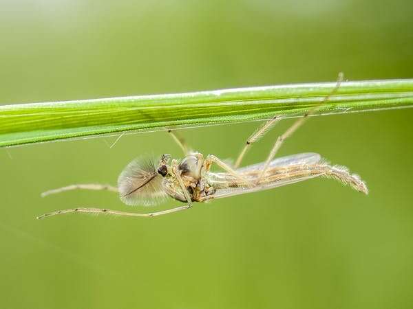 New evidence links insect population collapse to dams