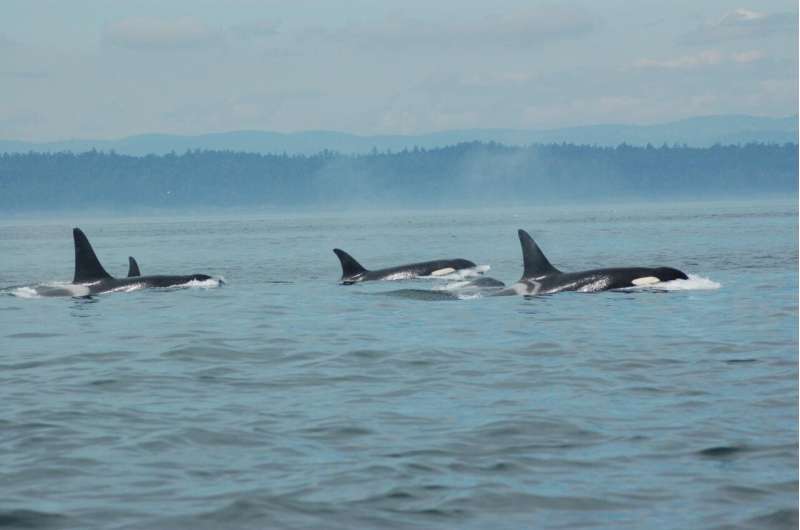 New evidence of menopause in killer whales