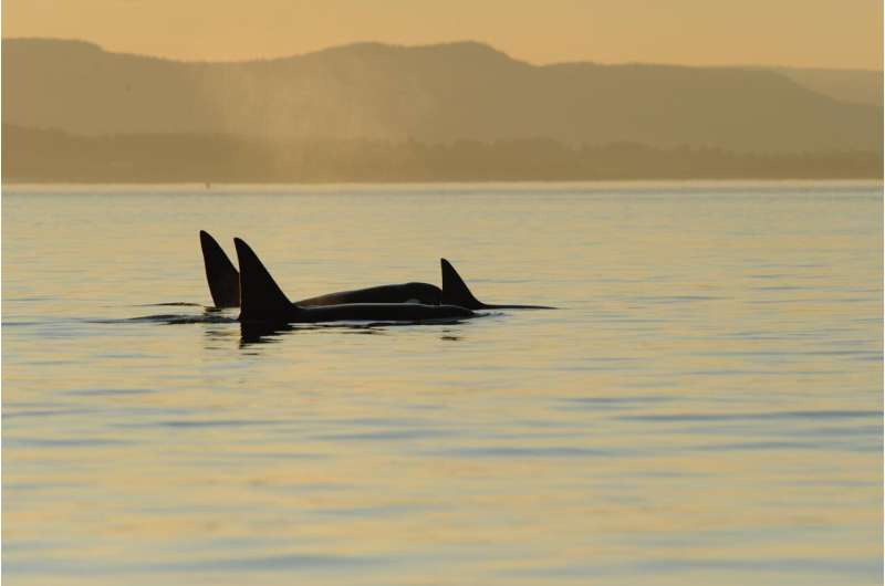 New evidence of menopause in killer whales