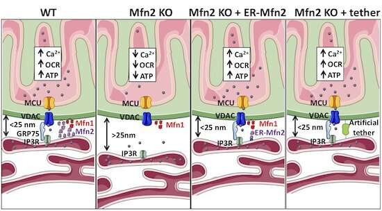 New findings on the function of mitofusin 2 in the cellular energy metabolism
