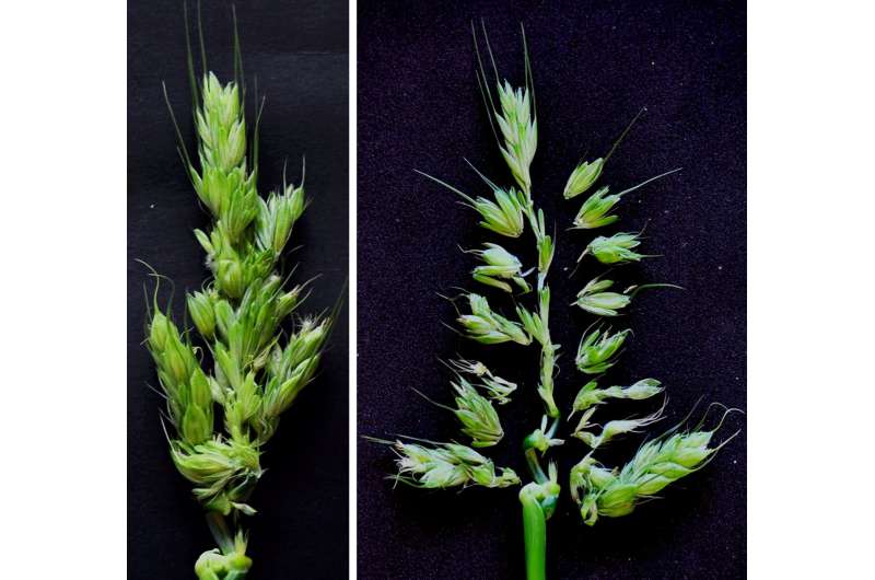 New findings to boost barley yields at higher temps