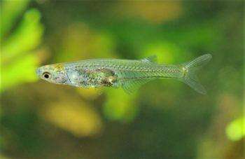 New fish species discovered after years of scientific studies