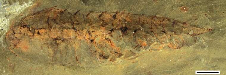 New fossils show what the ancestral brains of arthropods looked like