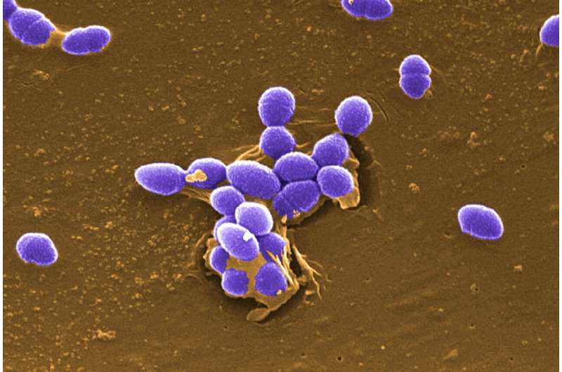New insights into the virulence arsenal of a common hospital pathogen