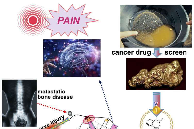 New life for a cancer drug that reprograms pain pathways to treat chronic pain