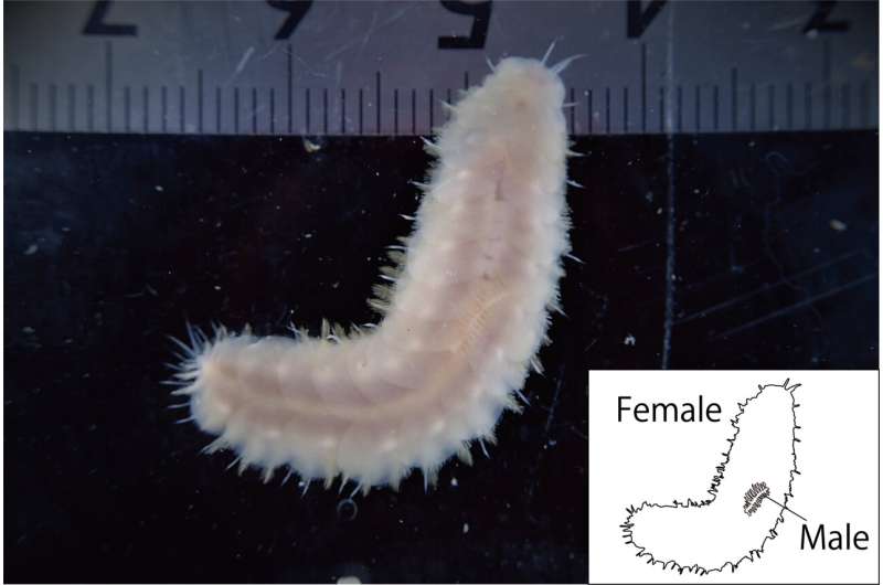New marine scale worm species first to provide evidence of male dwarfism