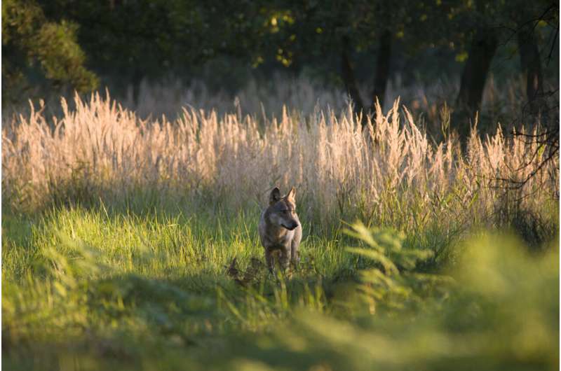 New method allows unambiguous identification of wolf hybrids in Europe’s forests