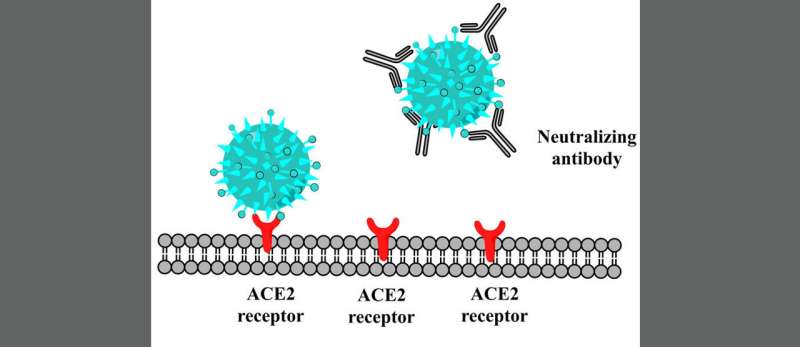 新方法使用酵母生长SARS-CoV-2抗体和其他病毒