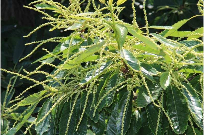 New molecule found in chestnut leaves disarms dangerous staph bacteria