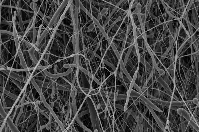 Un nuevo nanomaterial para el tratamiento de infecciones cutáneas