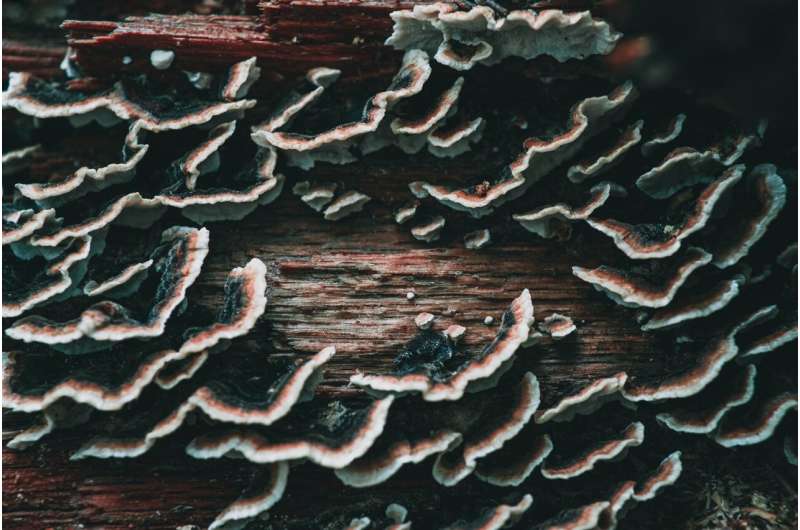 New norms needed to name never-seen fungi