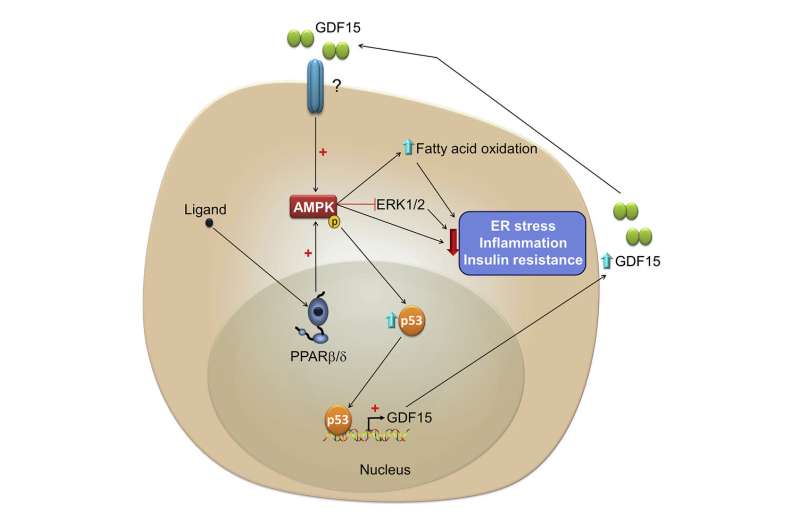 New pathway of the energy metabolism in peripheral tissues regulated by cytokine GDF15