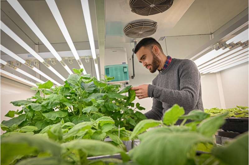 New plants that produce and release sex pheromones to fight plant pests have been developed