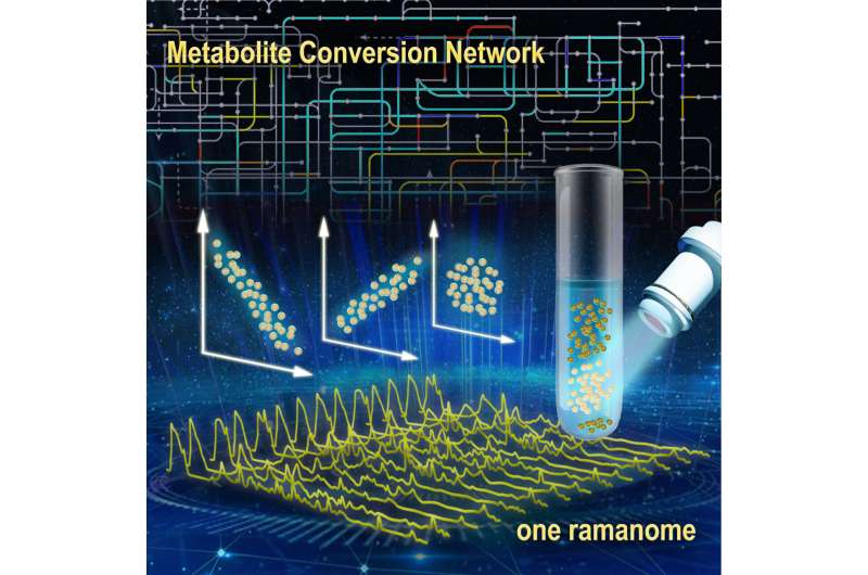 New Ramanome technology unveils metabolite conversion network from single cells