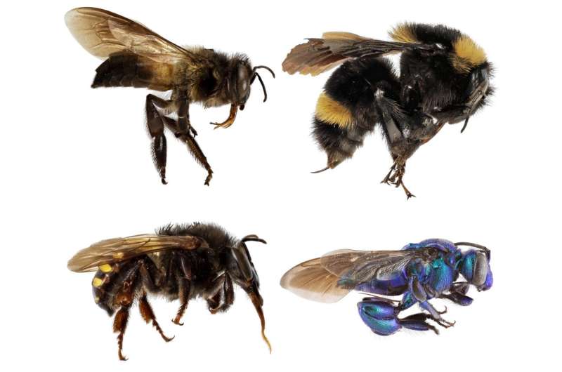 New research deepens mystery about evolution of bees' social behavior