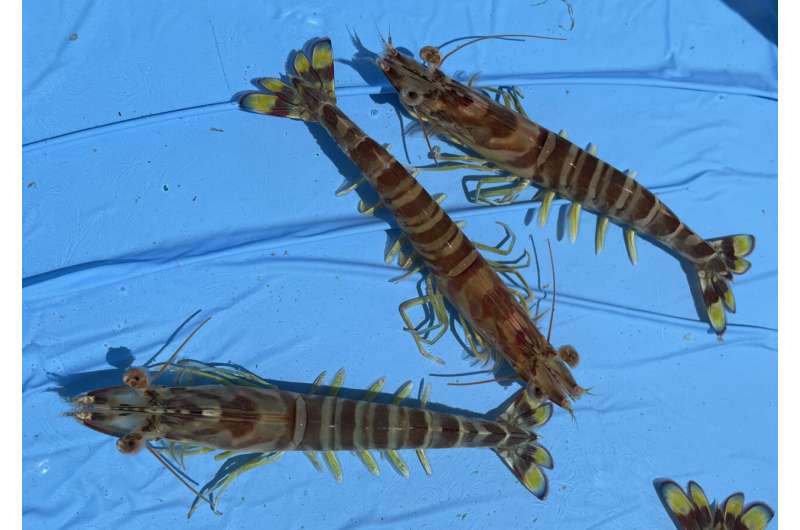 New research provides useful genetic resource of farm-raised kuruma shrimp