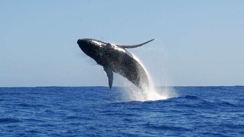 New research reveals why whale song culture differs between northern and southern hemispheres