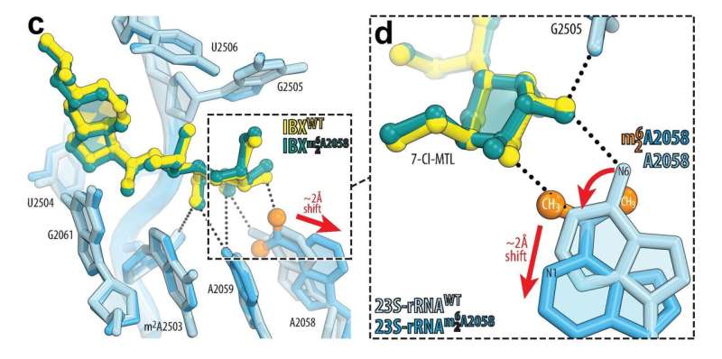 New ribosome-targeting antibiotic acts against drug-resistant bacteria