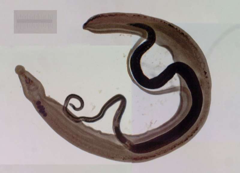 New series of compounds discovered that could treat parasitic worm disease schistosomiasis