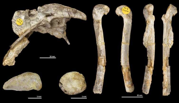 La nueva especie es el dinosaurio carnívoro más antiguo jamás encontrado en el Reino Unido.