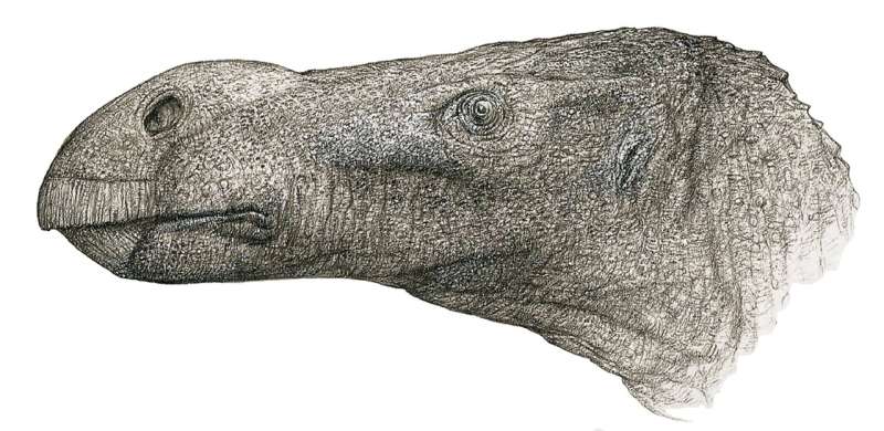 New species of iguanodontian dinosaur discovered from Isle of Wight