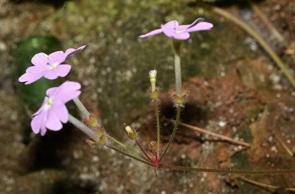 New species of primrose family found in Cangyuan, Yunnan