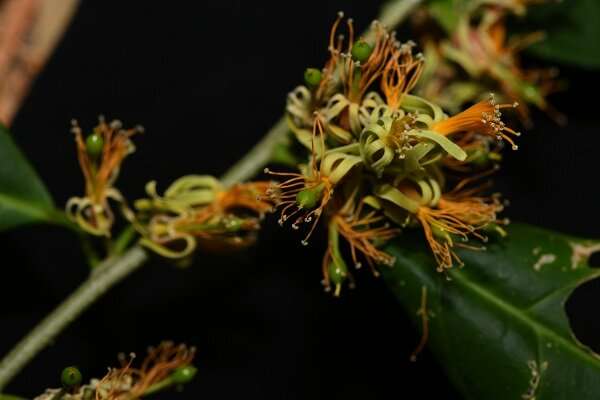 New species of resedaceae found in Dehong, Yunnan