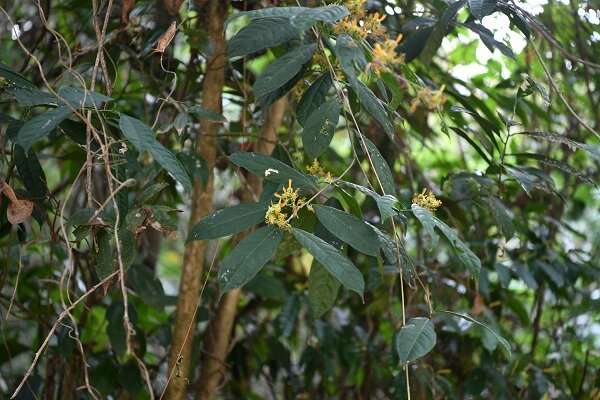 New species of resedaceae found in Dehong, Yunnan