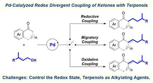 New strategy developed for redox divergent coupling of ketones with terpenes