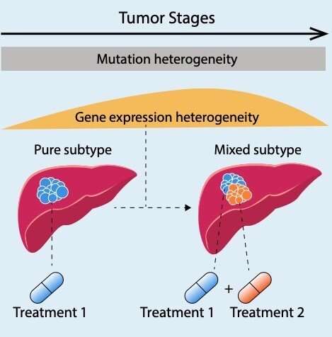 New study in primary liver cancer calls for novel strategies targeting a dynamic landscape of heterogeneous tumors