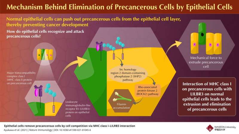 New study reveals how epithelial cells in the body naturally eliminate “precancerous” ones