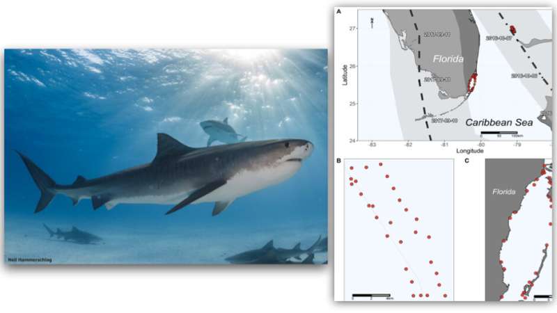 New study tracks large sharks during hurricanes