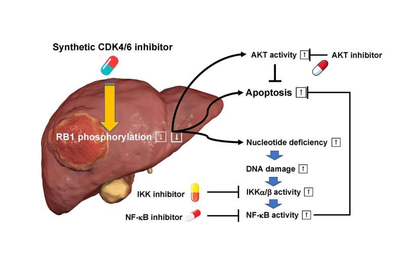 New therapeutic method combined with synthetic CDK4/6 inhibitors for refractory cancers