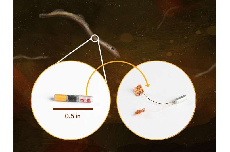 Une nouvelle batterie minuscule permet de mieux comprendre le passage des poissons pour l'hydroélectricité