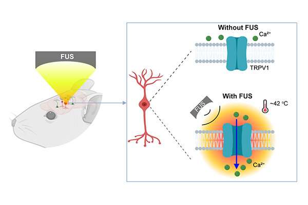 New tool activates deep brain neurons by combining ultrasound, genetics