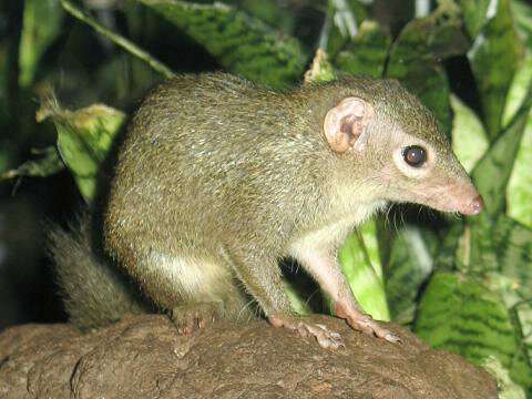 New version of Chinese tree shrew genome annotation released